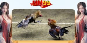 Giới thiệu thông tin về đá gà campuchia tại nhà cái MM99