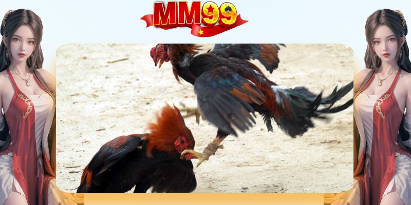 Những lưu ý quan trọng cần nắm bắt khi tham gia đặt cược tại đá gà campuchia Những lưu ý quan trọng cần nắm bắt khi tham gia đặt cược tại đá gà campuchia
