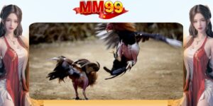 Khái niệm về thông tin đá gà cựa dao là gì