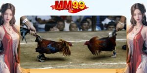 Khai quát thông tin về đá gà cửa sắt tại nhà cái MM99
