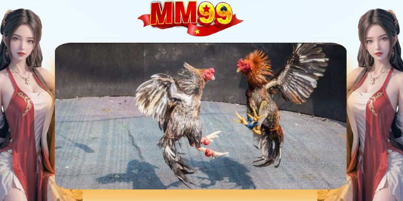 Chọn chiến kê hay hãy chọn những con có thân hình nhỏ gọn, chắc nịch Chọn chiến kê hay hãy chọn những con có thân hình nhỏ gọn, chắc nịch
