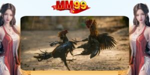 Khai quát thông tin về sảnh đá gà thomo tại nhà cái MM99