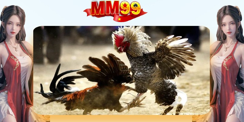 Tham khảo luật đá gà thomo tại nhà cái MM99 trước khi đặt cược nhé Tham khảo luật đá gà thomo tại nhà cái MM99 trước khi đặt cược nhé