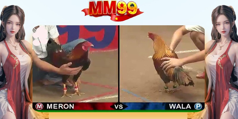 Đá gà trực tuyến tại MM99 chuyên cung cấp các trận đấu lớn nhỏ trên thế giới Đá gà trực tuyến tại MM99 chuyên cung cấp các trận đấu lớn nhỏ trên thế giới