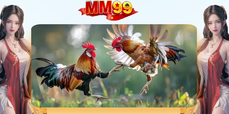 Các loại hình đá gà được đánh giá cao tại nhà cái MM99 Các loại hình đá gà được đánh giá cao tại nhà cái MM99