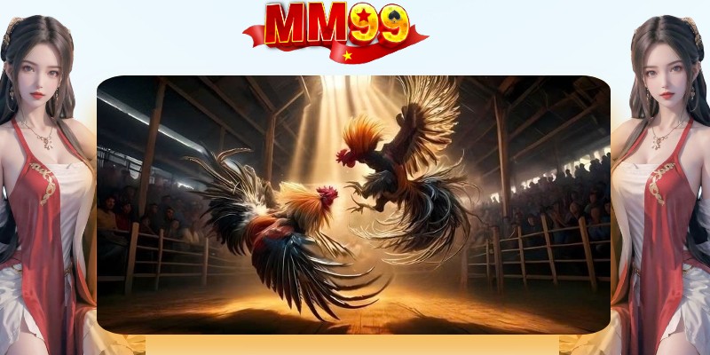 Những điểm nổi bật mà đá gà MM99 thu hút được nhiều người chơi tham gia Những điểm nổi bật mà đá gà MM99 thu hút được nhiều người chơi tham gia
